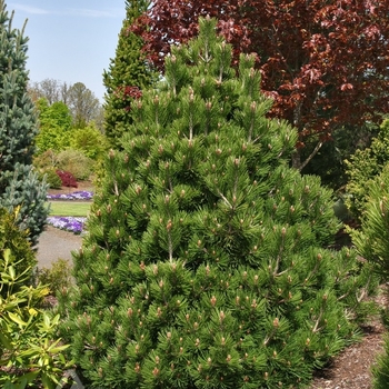 Pinus heldreichii (leucodermis) 'Irish Bell' 