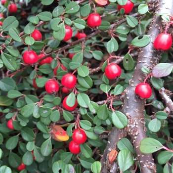 Cotoneaster procumbens 'Little Dipper®'