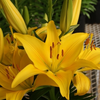 Lilium asiaticum 'Tiny Glow' PP24623