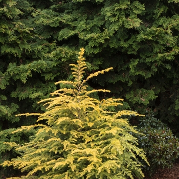 Tsuga canadensis 'MonJers' PP27468