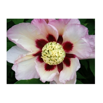 Paeonia 'Pastel Splendor' 