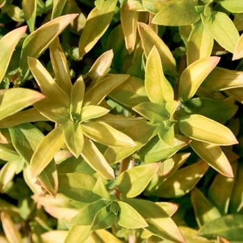 Lysimachia 'Sundew Springs' 