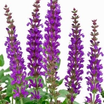 Salvia nemorosa 'Violet Blue' 