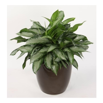 Aglaonema 'Emerald Bay' 