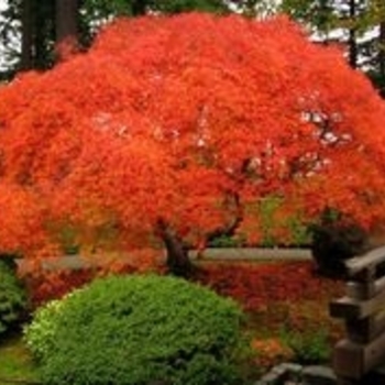 Acer palmatum var. dissectum 'Orange Flame' 