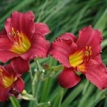 Hemerocallis 'Stella In Red' 