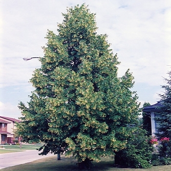 Tilia americana 'DTR 123' 