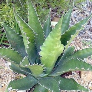 Agave gentryi 'Jaws' 