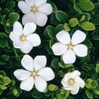 Gardenia jasminoides 'White Gem' 