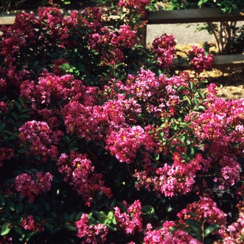 Lagerstroemia indica 'Velma Royal Delight'