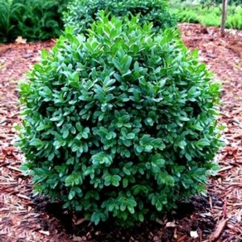 Buxus sempervirens 'Jensen' 