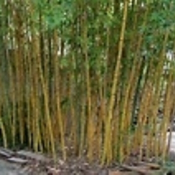 Phyllostachys viridis 'Robert Young' 