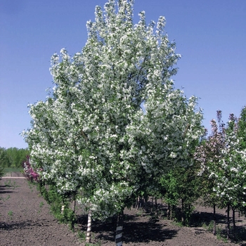 Malus 'Jeflite' 