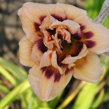 Hemerocallis 'Roswitha' 