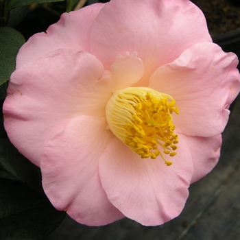 Camellia japonica 'April Blush' 