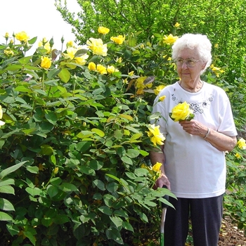 Rosa 'Grandma's Yellow' 