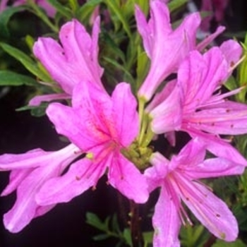 Rhododendron Northern Lights hybrid 'Western Lights' 