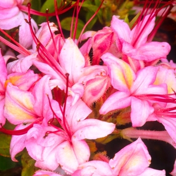 Rhododendron viscosum 'Pink and Sweet' 