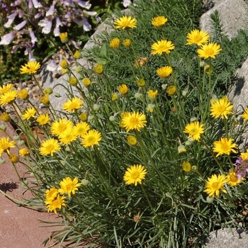 Erigeron linearis