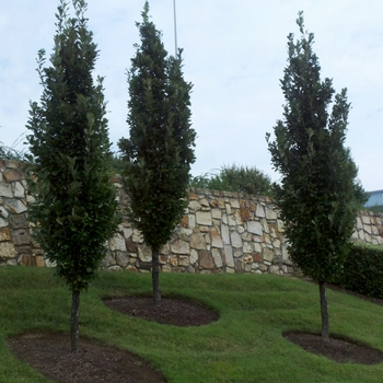 Quercus robur 'Fastigiata' 