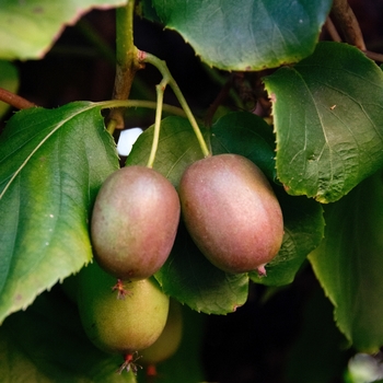 Actinidia arguta 'Anna' 