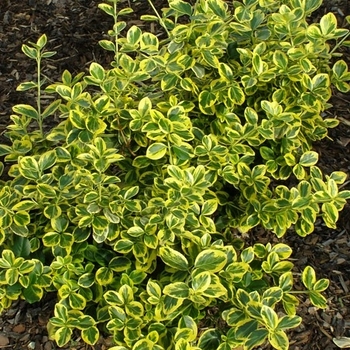 Euonymus fortunei 'Canadale Gold' 