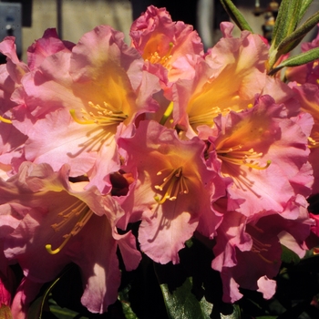 Rhododendron 'Hoopla' 