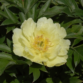 Paeonia 'Yellow Doodle Dandy' 