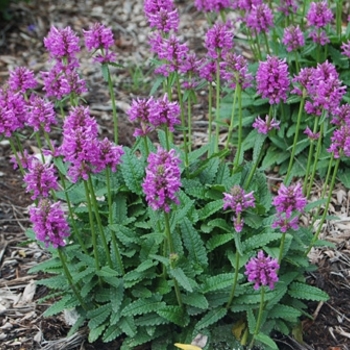 Stachys officinalis 'Densiflorus' 