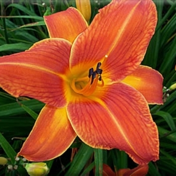 Hemerocallis 'Orange Vols' 