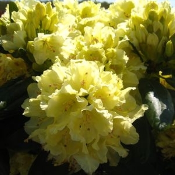 Rhododendron David Leach hybrid 'Capistrano' 