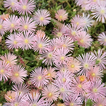 Delosperma kelaidis 'Mesa Verde' 