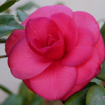 Camellia japonica 'Mathotiana' 