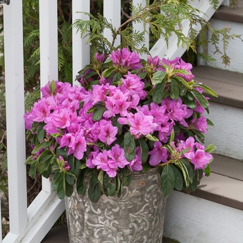 Rhododendron 'RLH1-4P19' PP 21,476