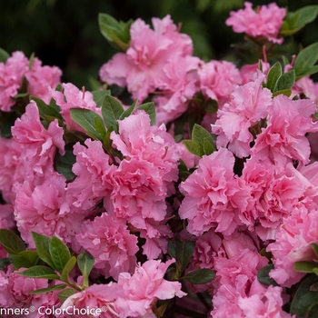 Rhododendron Bloom-A-Thon® 'Pink Double' PP 21,477