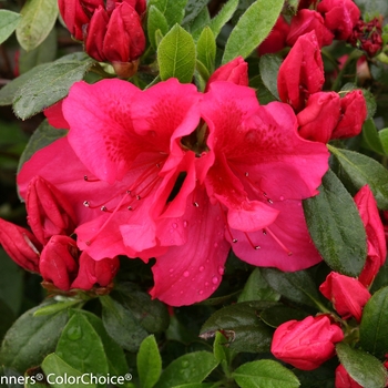 Rhododendron Bloom-A-Thon® 'Red'