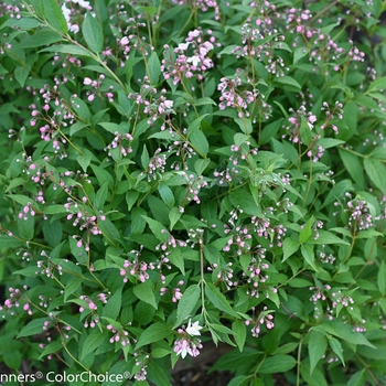Deutzia 'Yuki Cherry Blossom®' (095334)
