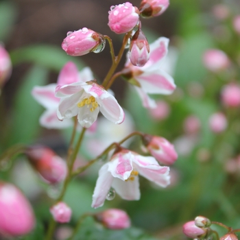 Deutzia 'Yuki Cherry Blossom®'