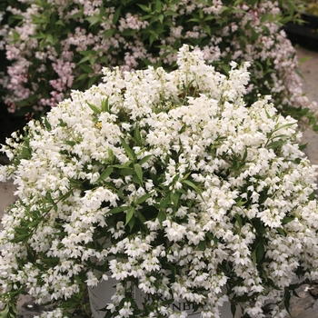 Deutzia 'Yuki Snowflake®' (095350)
