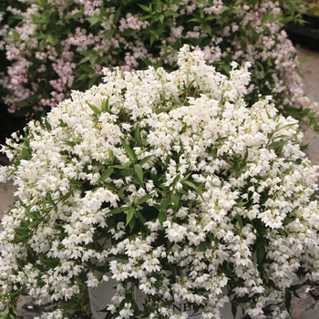 Deutzia 'Yuki Snowflake®'