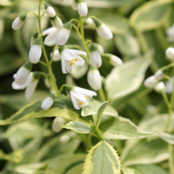 Deutzia gracilis 'Creme Fraiche®'