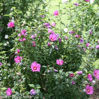 HIbiscus syriacus 'Lil' Kim® Violet'