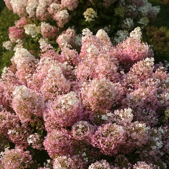 Hydrangea paniculata 'Bobo®'