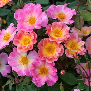 Rosa 'Watercolors Home Run®' 