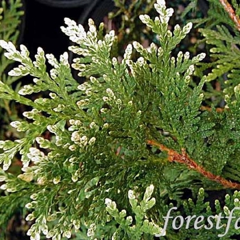 Thuja occidentalis 'Snow Tip' 