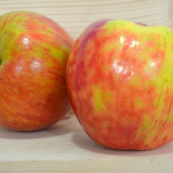 Malus domestica 'Honeycrisp'