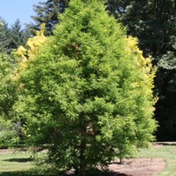 Taxodium distichum 'JFS-SGPN' 