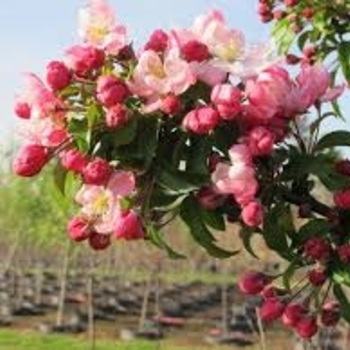 Malus 'Jarmin' PP 14337