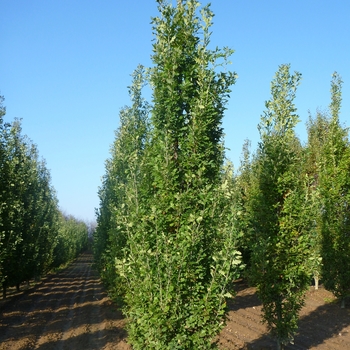 Quercus robur f. fastigiata 