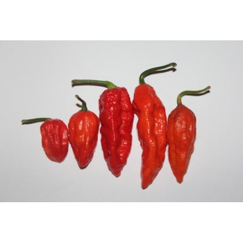 Capsicum annuum 'Bhut Jolokia (Ghost)' 